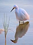 Snowy Egret Hunting At Sunrise_28479